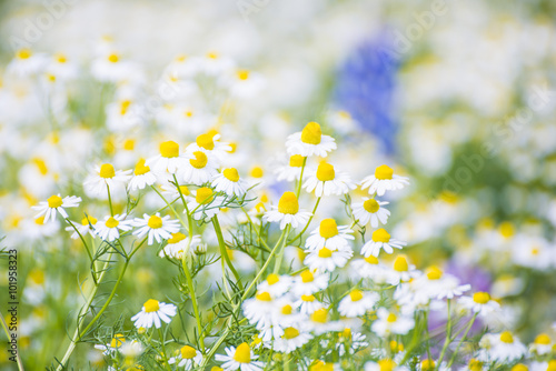 chamomile flower in garden © Sunanta