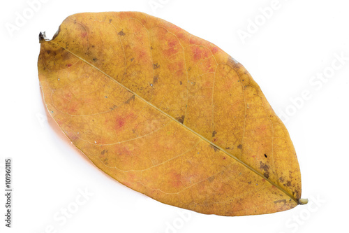 dry leaf on white background
