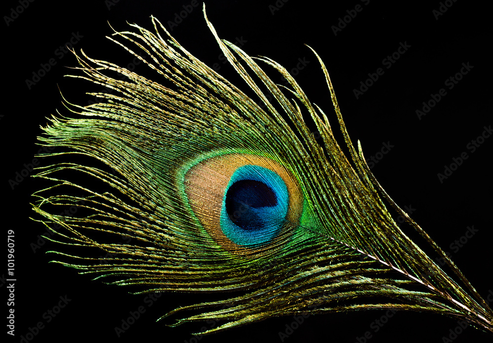 Naklejka premium Peacock Feathers Background