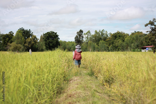 farmer and filed rice