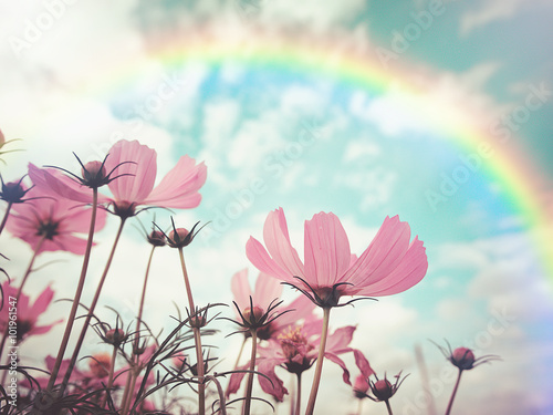 Fototapeta Naklejka Na Ścianę i Meble -  Vintage style and soft focus photo of beautiful pink cosmos flowers in garden with rainbow , selective focus. For background or poster.