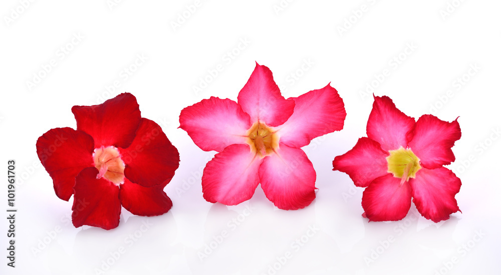 azalea flowers isolated on white background azalea flowers isolated on white background