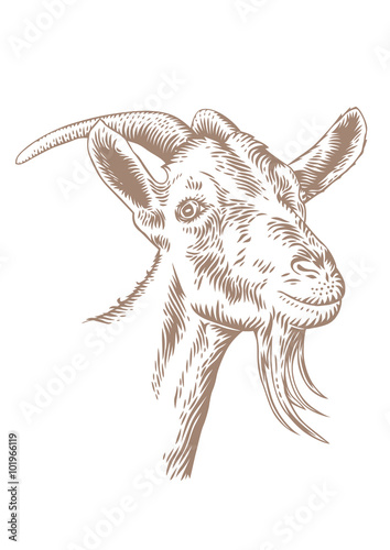 Goat head with horns