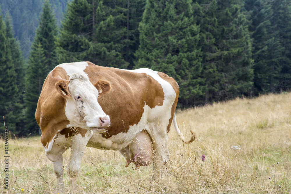 Naklejka premium Brown and white cow grazing in mountain