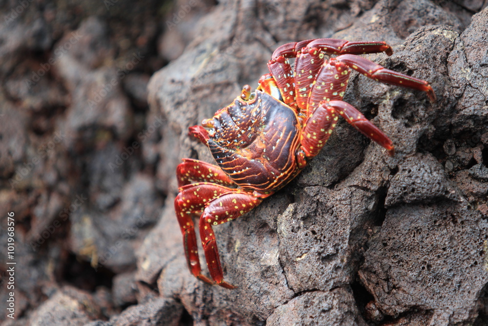 Crab Holding on Rock