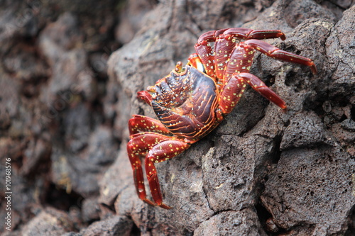 Crab Holding on Rock