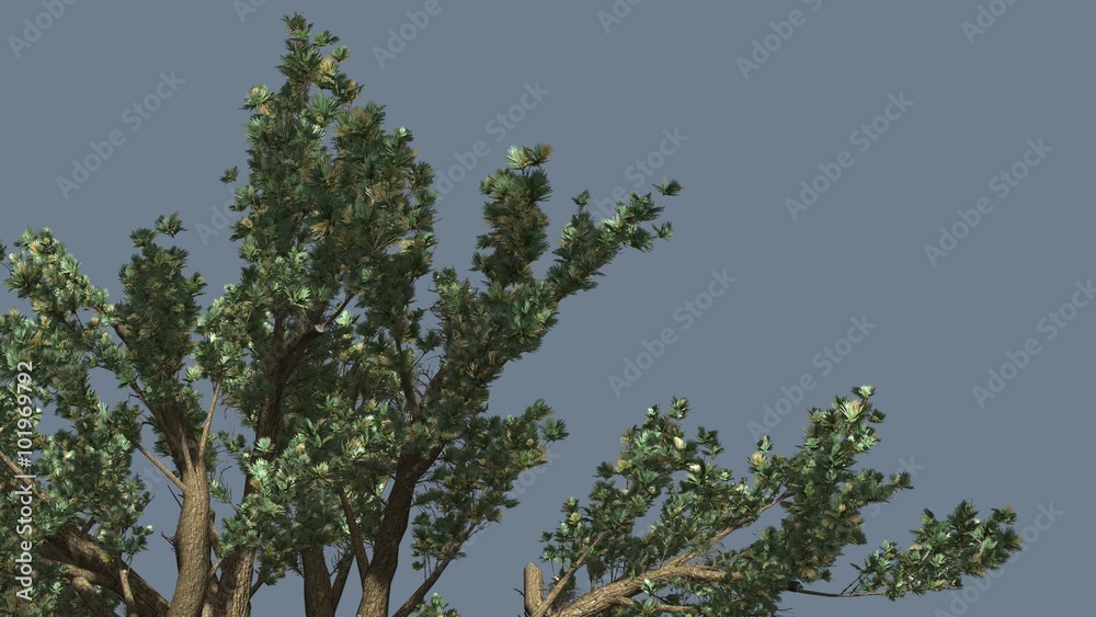Vidéo Stock Cedar of Lebanon Top of Tree is Swaying at The Wind ...