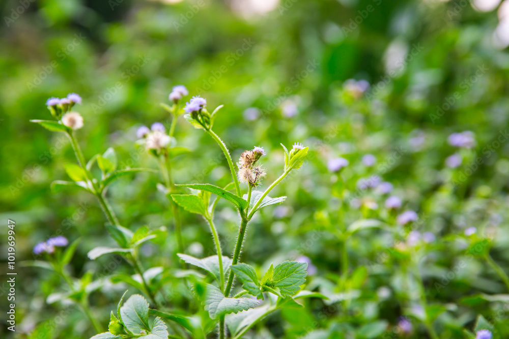 camomiles in green grass close up