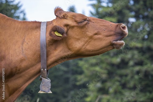 Brown cow mooing