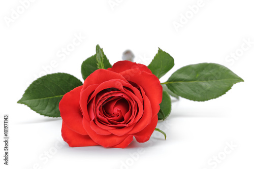 one bright red rose isolated on white