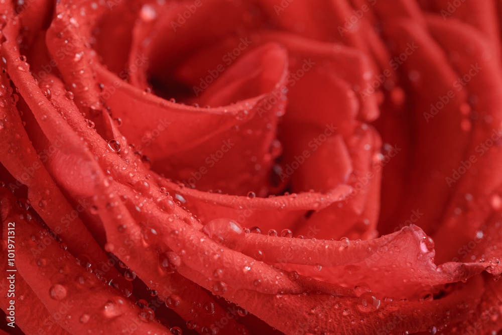wet bright red rose close up shot wet bright red rose close up shot