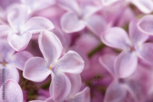 lilac flowers macro photo © GCapture