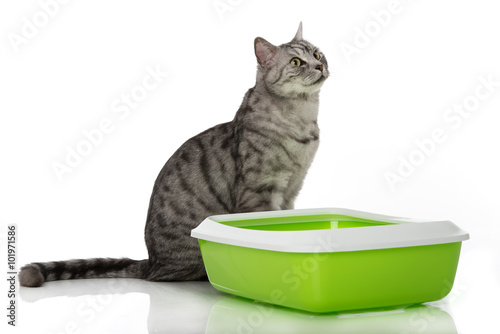Fototapeta Naklejka Na Ścianę i Meble -  Katze sitzt neben Katzentoilette
