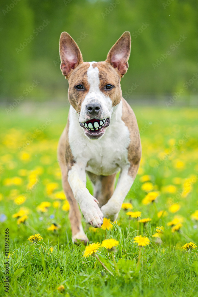 American staffordshire terrier dog playing with a funny ball