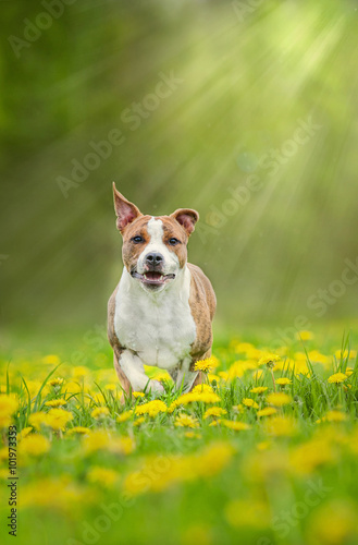 American staffordshire terrier dog running in dandelions in sun rays