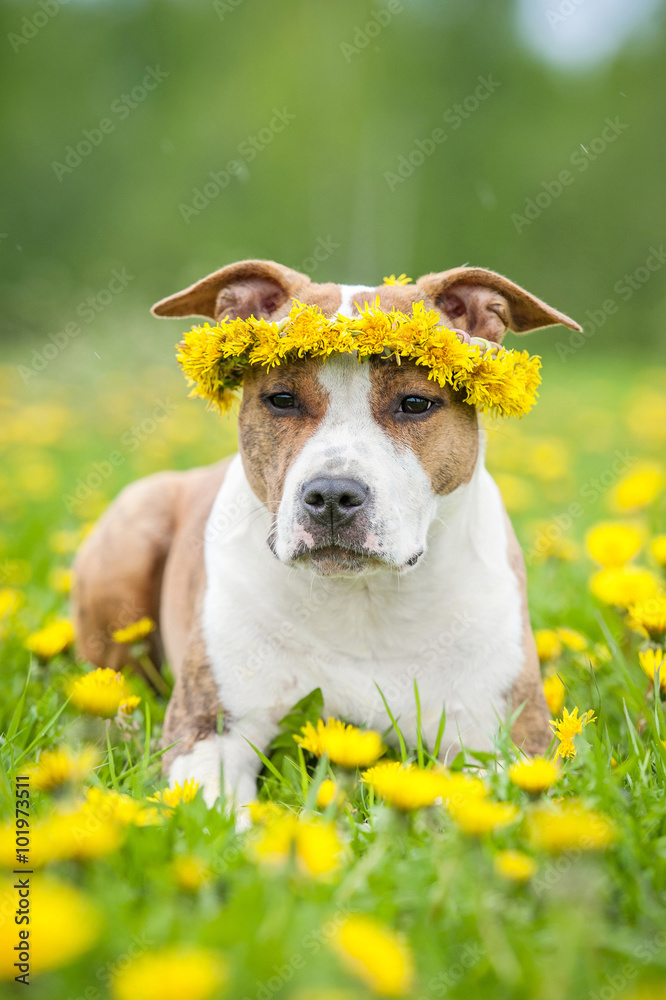 American staffordshire terrier dog with a wreath of flowers on its head