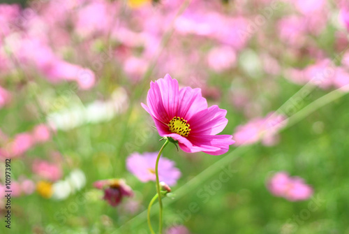 The pink cosmos with green nature background
