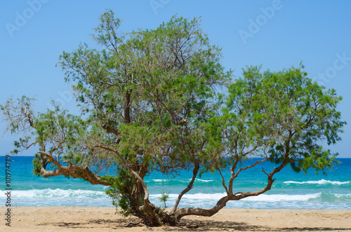Fototapeta Naklejka Na Ścianę i Meble -  Olive tree on a sandy beach on the background of blue sea