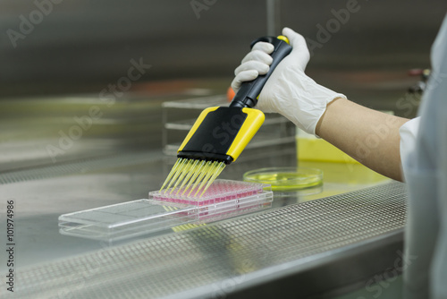 Researcher transfers testing fluid to 96 well plate for microbiological laboratory - view from her back in biosafety cabinet photo