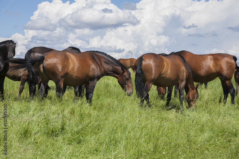 brown horses livestock - obrazy, fototapety, plakaty 