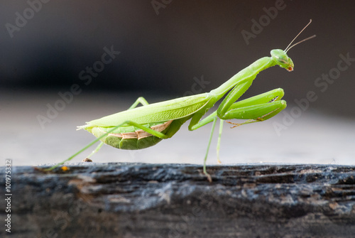 Closeup of a praying mantis, South Africa