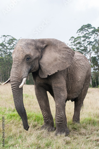 An elephant in a game reserve in South Africa © annapimages