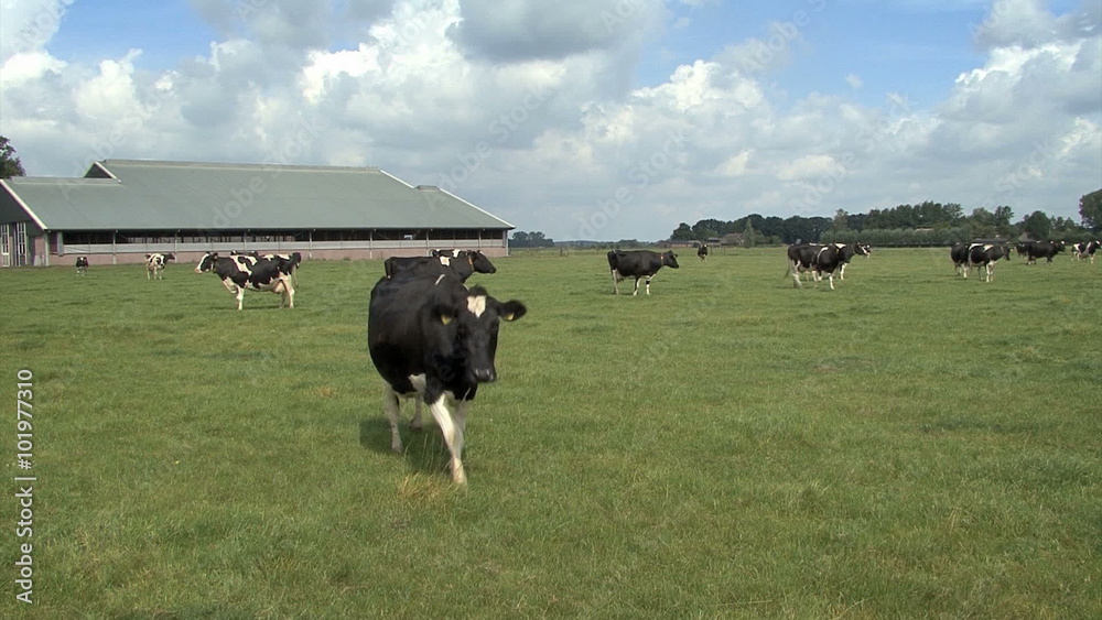 Cows grazing in the meadow with stables in the background and blue cloudy sky. Cows grazing in the meadow with stables in the background and blue cloudy sky.