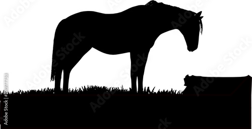 a standing horse 