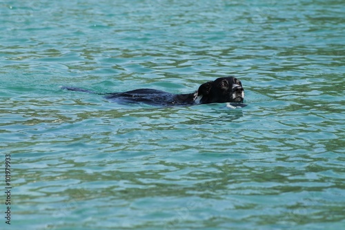 Hund schwimmt im Meer