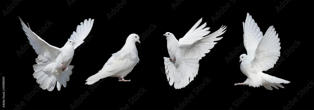 Fototapeta premium Cztery białe gołębie
