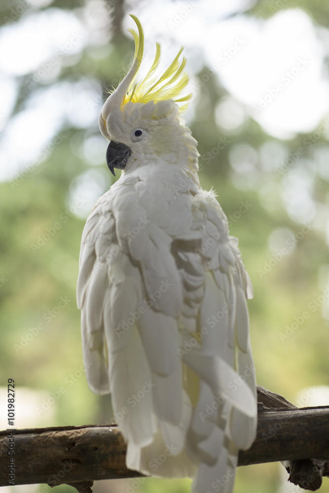 Parrot sitting on a branch. Bird parrot in the zoo sitting in a tree. Parrot sitting on a branch. Bird parrot in the zoo sitting in a tree.