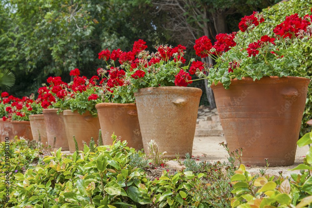 Geranium in tubs in the garden..