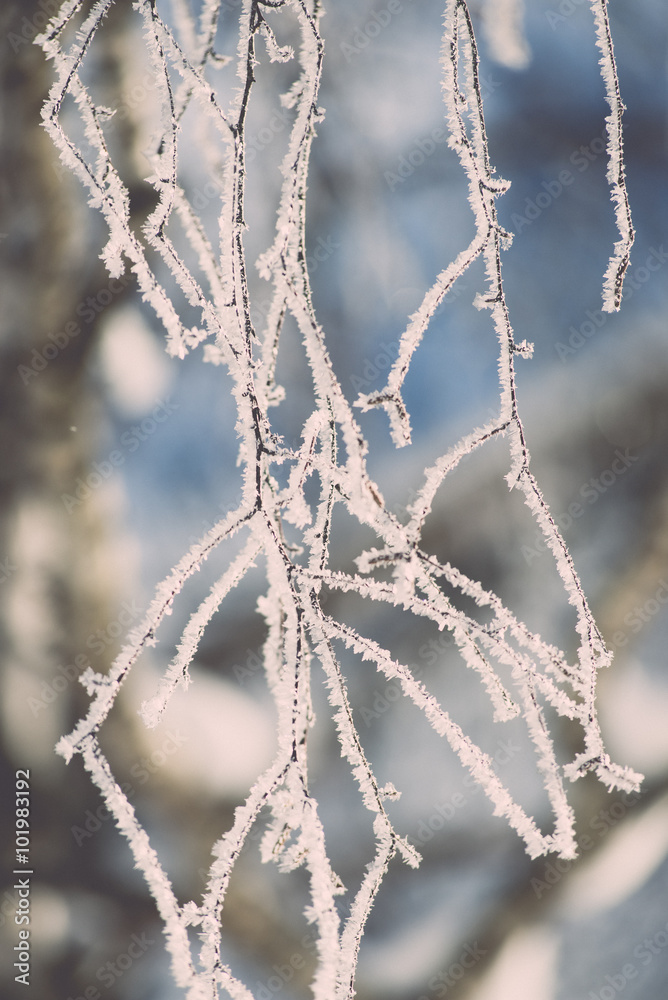 branch in hoar frost on cold morning - vintage effect toned