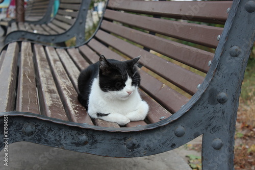 Black and white cat