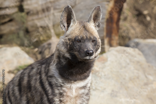 Striped Hyaena, Hyaena Hyaena, portrait