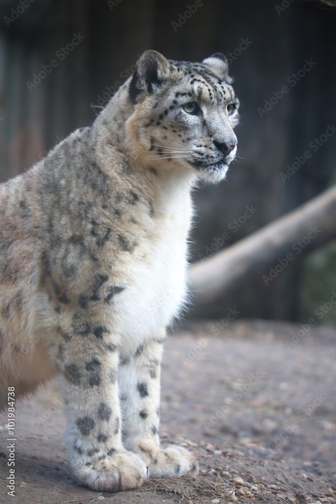 snow leopard, Uncia uncia, observing prey snow leopard, Uncia uncia, observing prey