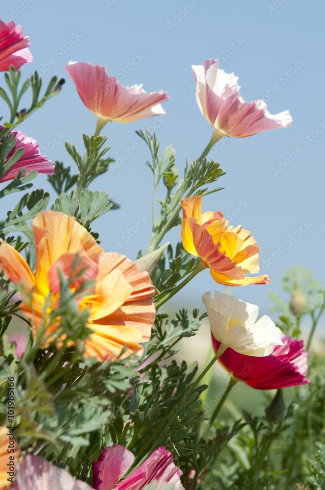 Fototapeta premium beautiful Escholzia in garden