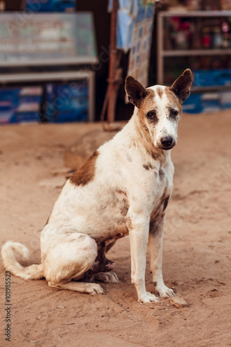 The sad dog sit near the road in SiemReap town, Vietnam