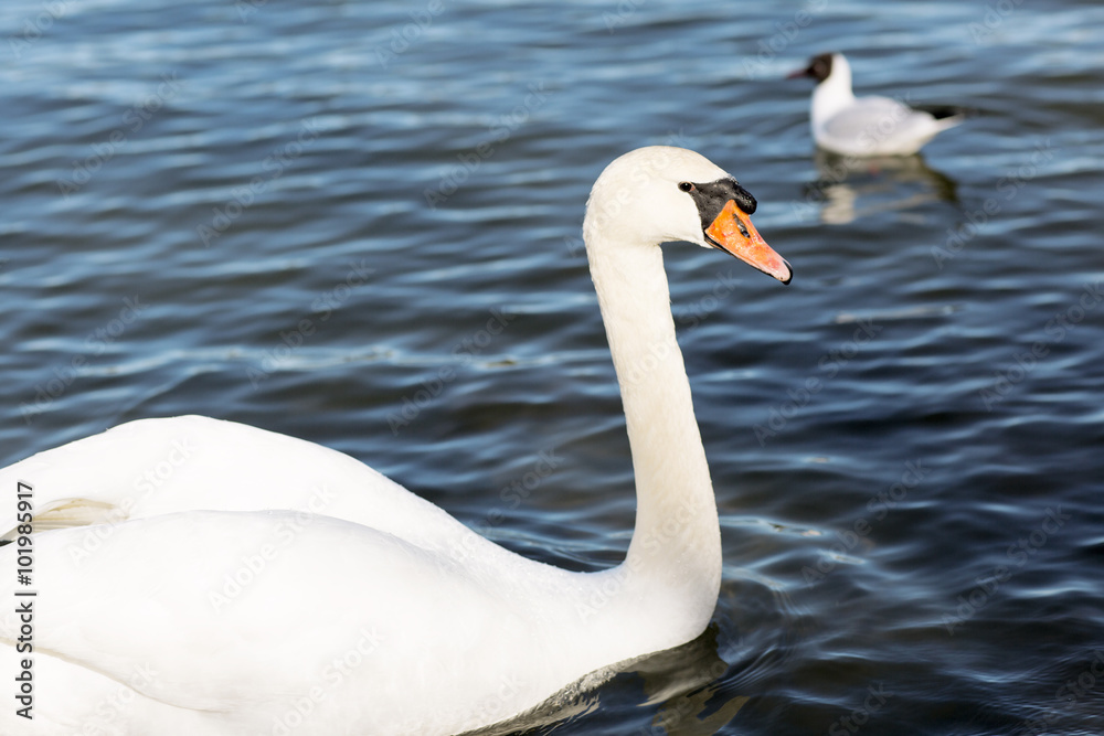 Portrait of a white Swan. Mute Swan on the background of the lake. Portrait of a white Swan. Mute Swan on the background of the lake.
