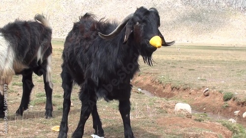 Goat eating out lemon peel photo