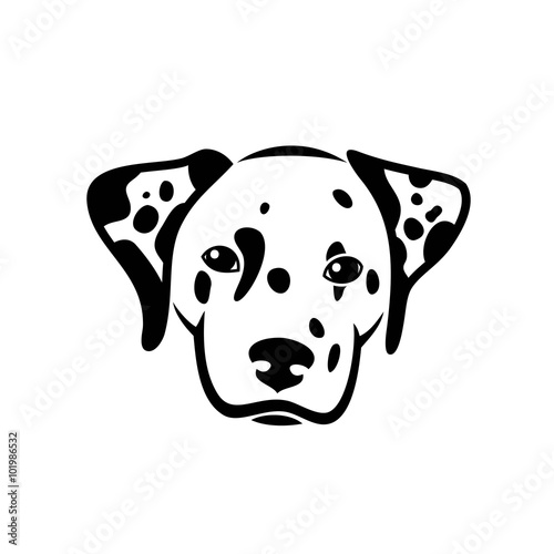 Dalmatian dog