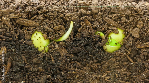 Soy plant growing from soil/Timelapse video of a soy seed growing from soil, camera follows both the underground and overground view