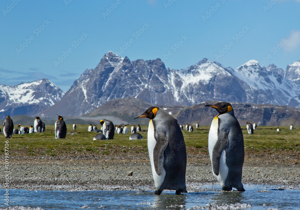 Obraz premium Young king penguin, changing plumage, cleaning feathers, portrait, with clean blue background, South Georgia Island, Antarctica