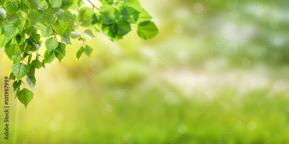 Fotografie Nature Green Background