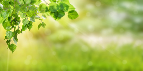 Nature Green Background