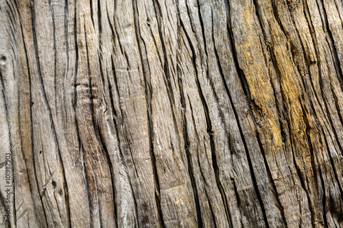 old tree bark textured background
