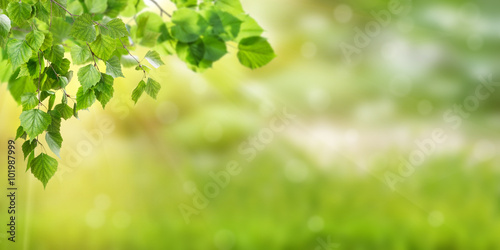 Fotografie Nature Green Background