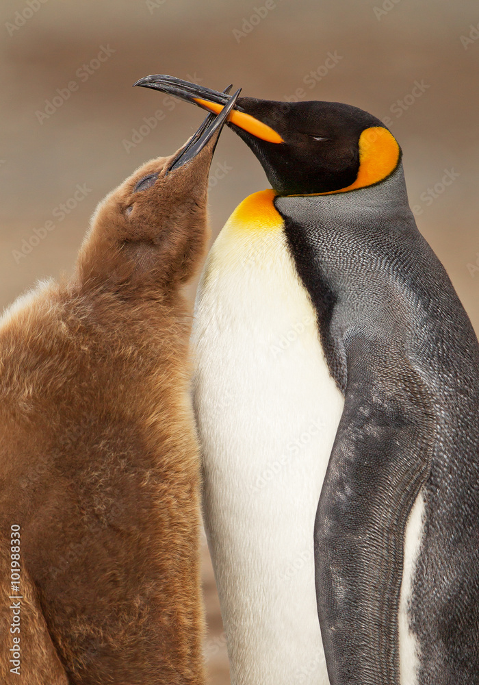 Fotografie King penguin feeding chick with clean background, South Georgia Island, Antarcti