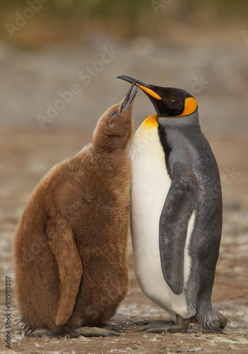 King penguin feeding chick with clean background  South Georgia Island  Antarctica