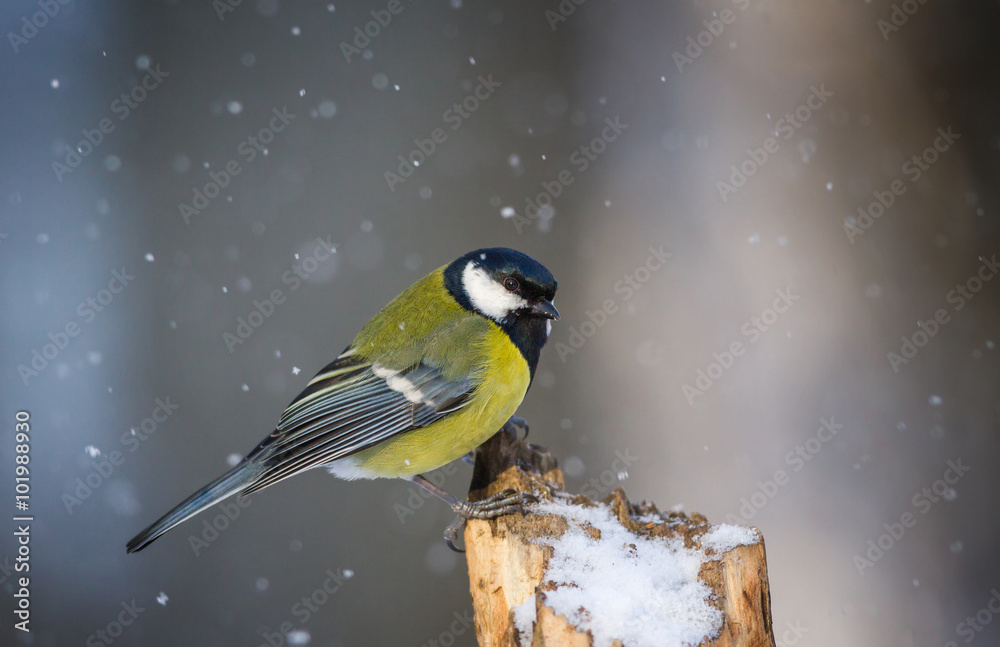 Fotografie The Great Tit and snow